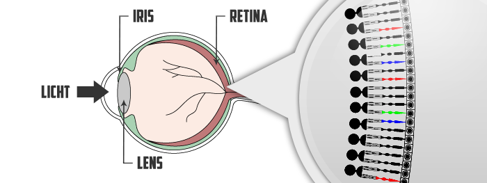 Onderdelen oog